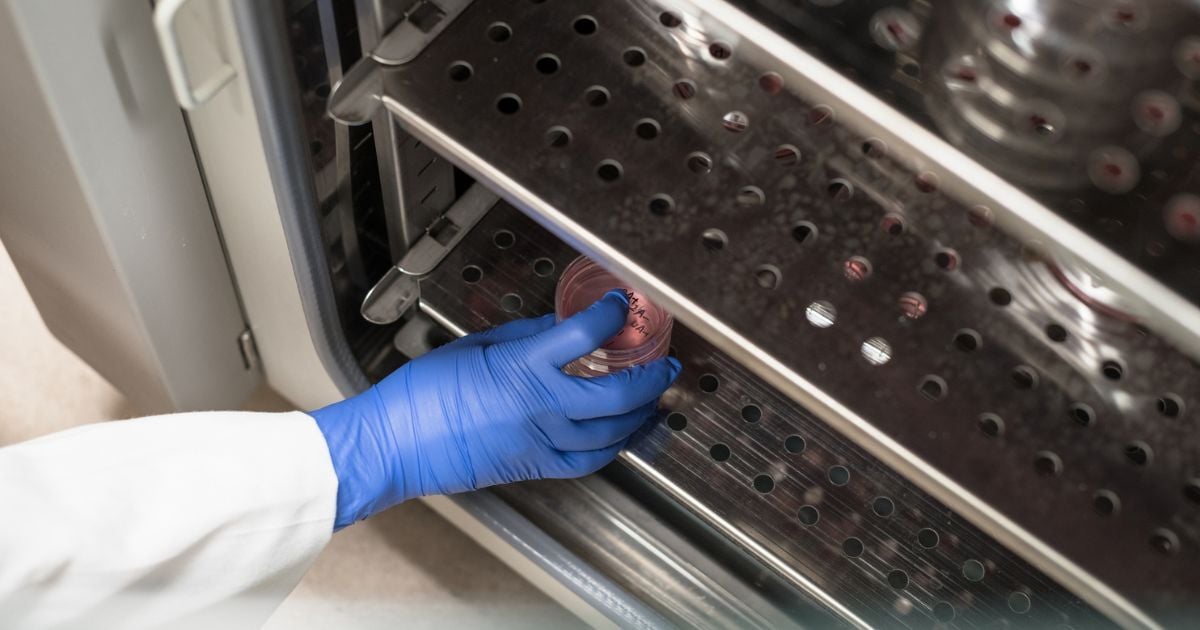 A researcher using thermal processing for their samples in an oven.