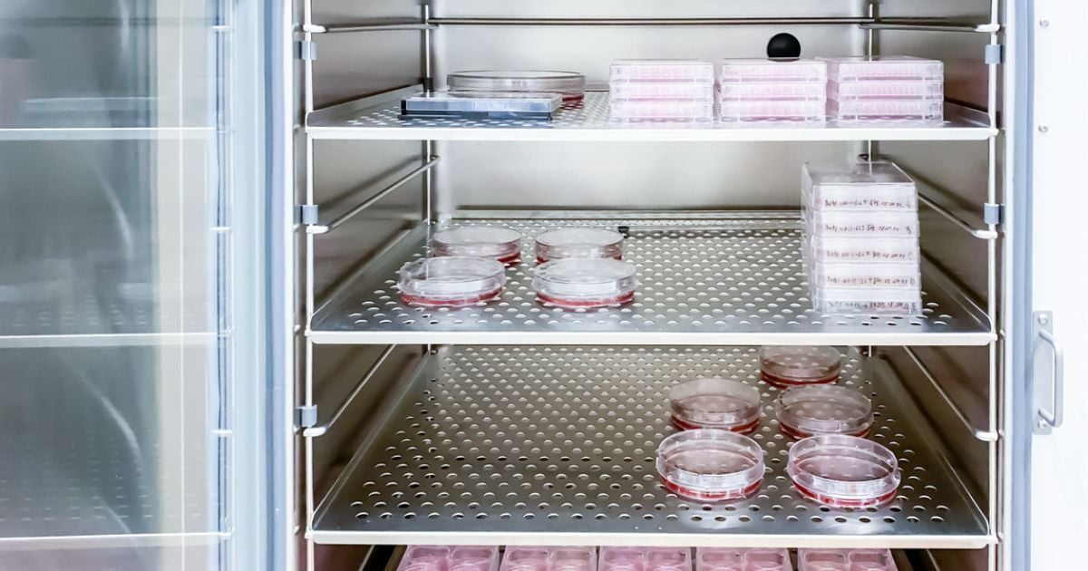 An incubator filled with biological samples.