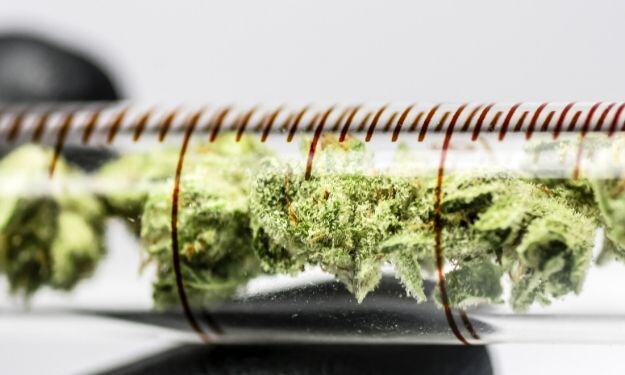 Different Ways CBD Oil Is Extracted