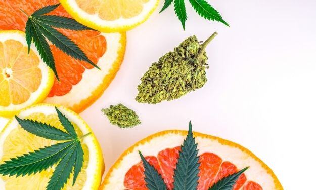 What Are Plant Terpenes | Terpene Content
